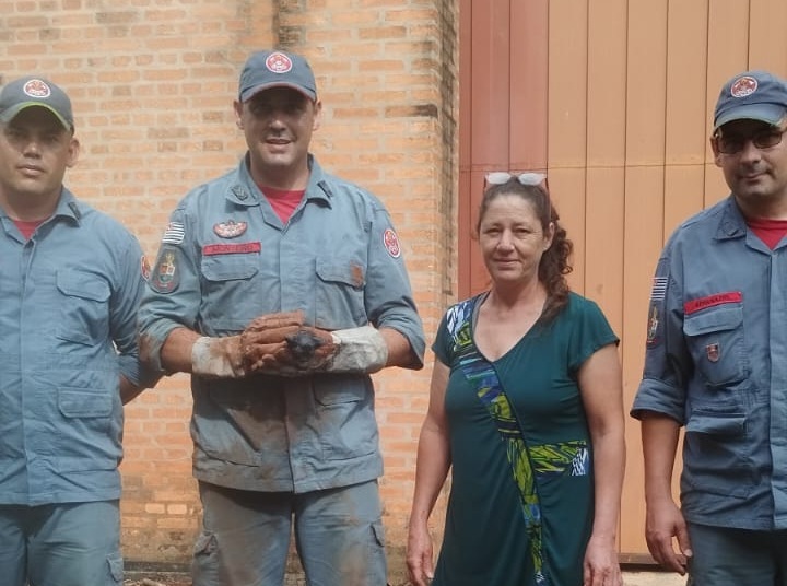 BOMBEIROS SALVAM FILHOTE DE GATO PRESO EM ENCANAMENTO DE FÁBRICA EM AVARÉ; VEJA VÍDEO